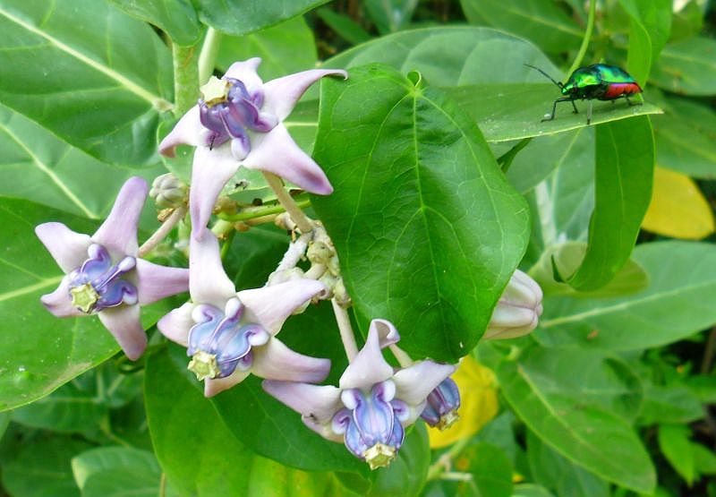 Blüten und Käfer