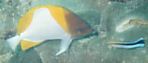 Hemitaurichthys polylepis