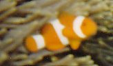 Clownfisch, Amphiprion ocellaris