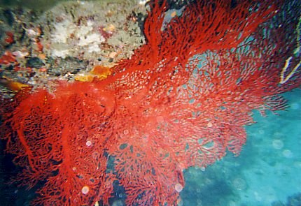 fächerförmige Koralle