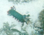 Odontodactylus scyllarus