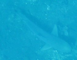 Blacktip Reef Shark Carcharhinus melanopterus
