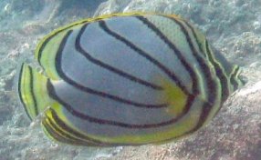 Meyer's Butterflyfish, Chaetodon meyeri