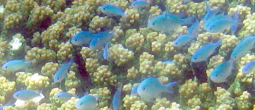 kleine blaue Fische