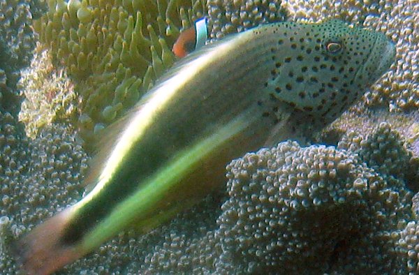 Gestreifter Korallenwächter Paracirrhites forsteri