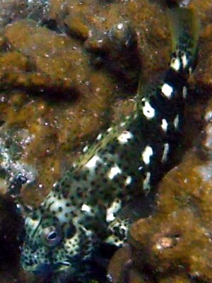 Cirrhitus pinnulatus
