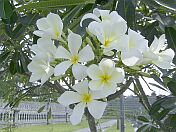 Frangipani-Blüten