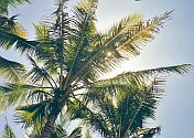 Sonne durch Palmenblätter