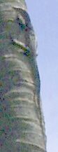 Bindenwaran (Varanus salvator) auf einer Kokospalme (Cocos nucifera)